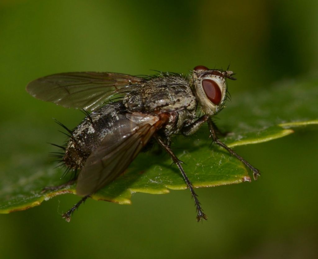 Tachinidae: Microphthalma europaea